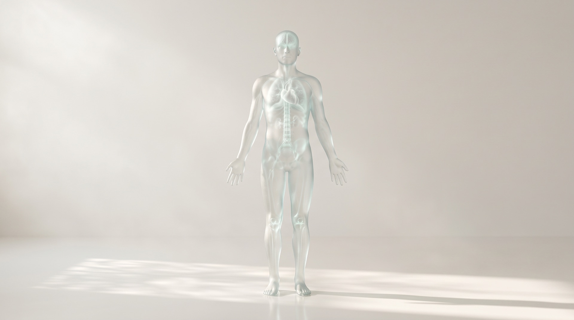 A frosted glass human figure with softly glowing organs